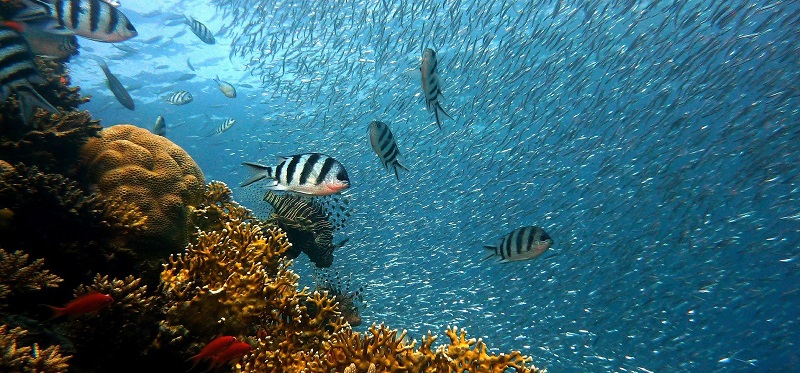 14 tari se alatura celei mai mari initiative mondiale pentru sustenabilitatea oceanelor
