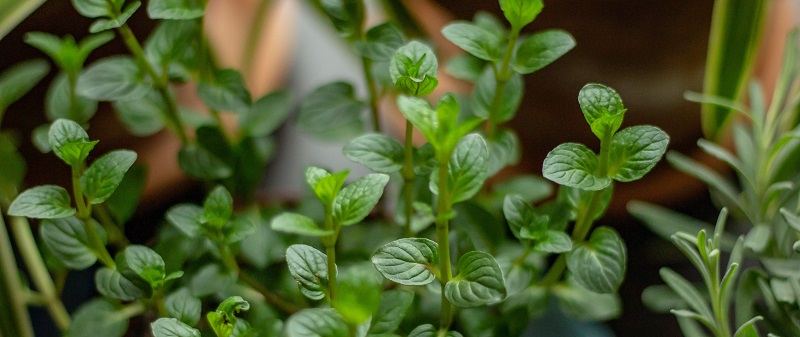 Sistemele de gradinarit casnic ce te vor inspira sa ai mai multe plante