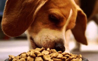Cum poti alege cea mai buna hrana pentru caini?