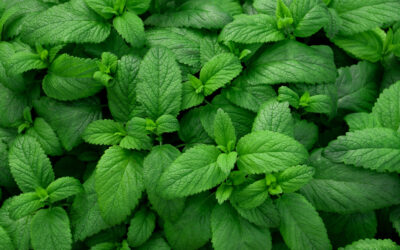 Proprietatile mentei si cum poate fi aceasta utilizata