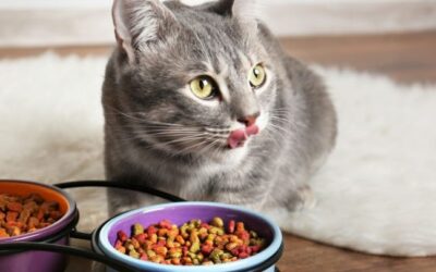 Ce ar trebui sa luati in considerare atunci cand alegeti hrana pentru pisici?