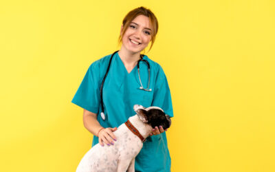 Veterinar câine: Ce servicii medicale poate oferi un astfel de specialist?