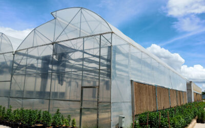 De ce cresc plantele mai bine intr-o sera?