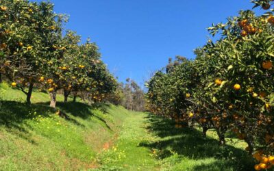 Top 5 utilaje și scule de care ai nevoie dacă vrei să pui bazele unei grădini sau livezi